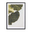 Abutifolia 01 Wall Art - Drawdeck
