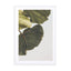 Abutifolia 01 Wall Art - Drawdeck