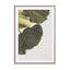 Abutifolia 01 Wall Art - Drawdeck
