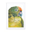Birds of Paradise 05b Wall Art - Drawdeck