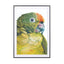 Birds of Paradise 05b - Drawdeck