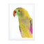Birds of Paradise 09b Wall Art - Drawdeck