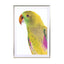 Birds of Paradise 09b - Drawdeck