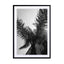 Palms - Barcelone Streets Wall Art - Drawdeck