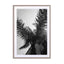 Palms - Barcelone Streets Wall Art - Drawdeck