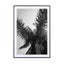 Palms - Barcelone Streets - Drawdeck