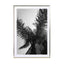 Palms - Barcelone Streets - Drawdeck