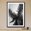 Palms - Barcelone Streets - Drawdeck