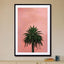 Pink Palm - Drawdeck