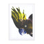 Birds of Paradise 08b Wall Art - Drawdeck