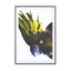 Birds of Paradise 08b - Drawdeck