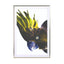 Birds of Paradise 08b - Drawdeck
