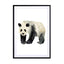 Panda Wall Art - Drawdeck