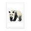 Panda Wall Art - Drawdeck