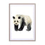 Panda Wall Art - Drawdeck