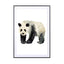 Panda - Drawdeck