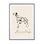 Pandc Dalmation - Drawdeck