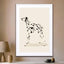 Pandc Dalmation - Drawdeck