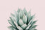 Agave