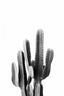 Black Cactus