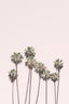 Blush Palm Trees