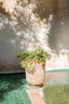 Botanical Shadowplay