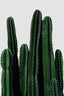 Cactus I