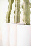 Cactus plants in pots