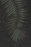 Cycad