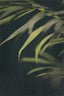 Dark Foliage 2