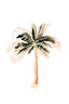 Palm Tree Iii