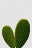 Heart Cactus