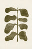Linocut Plant