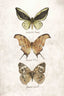 Butterflies7