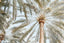Palm Tree in Saudi Arabia