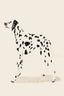 Pandc Dalmation - Drawdeck