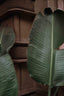 Leaves In Barcelona - Drawdeck