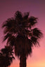 Palm Vibes - Drawdeck