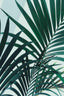 Palm Leaves - Drawdeck