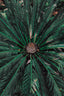 Palm Leaves_ - Drawdeck