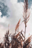 Grass - Drawdeck