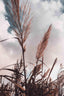 Grass Ii - Drawdeck