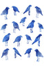 Blue Birds