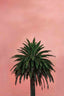 Pink Palm