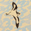 Swallow bird