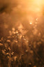 Atmospheric image of grasses in backlight Melissa Peltenburg