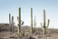 Cactus Land