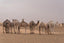 Camels in the Sahara desert