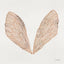 Cicada Wings In Rose Gold