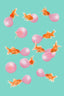 Bubblegum Goldfish